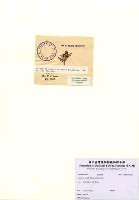 藏品(Laurencia pumila (Grunow) Papenfuss)的圖片